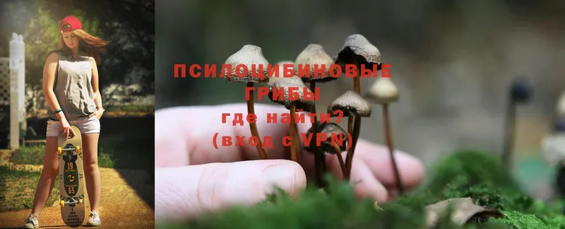 Псилоцибиновые грибы Psilocybine cubensis  Каменногорск 